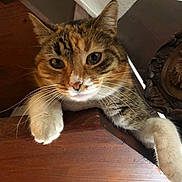 Oasis participe au concours pour gagner de l'argent avec cette photo : animal, cat, claws, closeup, curious, cute, ears, face, feline, fur, house, indoor, looking, paw, pet, playful, resting, tabby, whiskers, wood