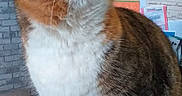 Oasis a rejoint le concours — aidez-le/la à gagner de superbes lots ! bulletin_board, cat, close_up, curious, ears, feline, home_interior, indoor, looking_up, orange_tabby, paw, pet, portrait, sitting, stool, tabby_cat, table, tile_floor, whiskers, white_fur