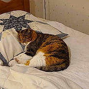 Oasis a rejoint le concours — aidez-le/la à gagner de superbes lots ! animal, bed, blanket, cat, comfort, cozy, domestic, feline, fur, home, indoor, pattern, pet, pillow, quilt, relaxation, resting, sleeping, tabby, wooden_headboard