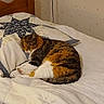 Oasis participe au concours pour gagner de l'argent avec cette photo : animal, bed, blanket, cat, comfortable, cozy, domestic_animal, floral_pattern, fur, furniture, home, indoor, patterned_bedspread, pet, pillow, quilt, resting, sleeping, tabby_cat, wooden_headboard