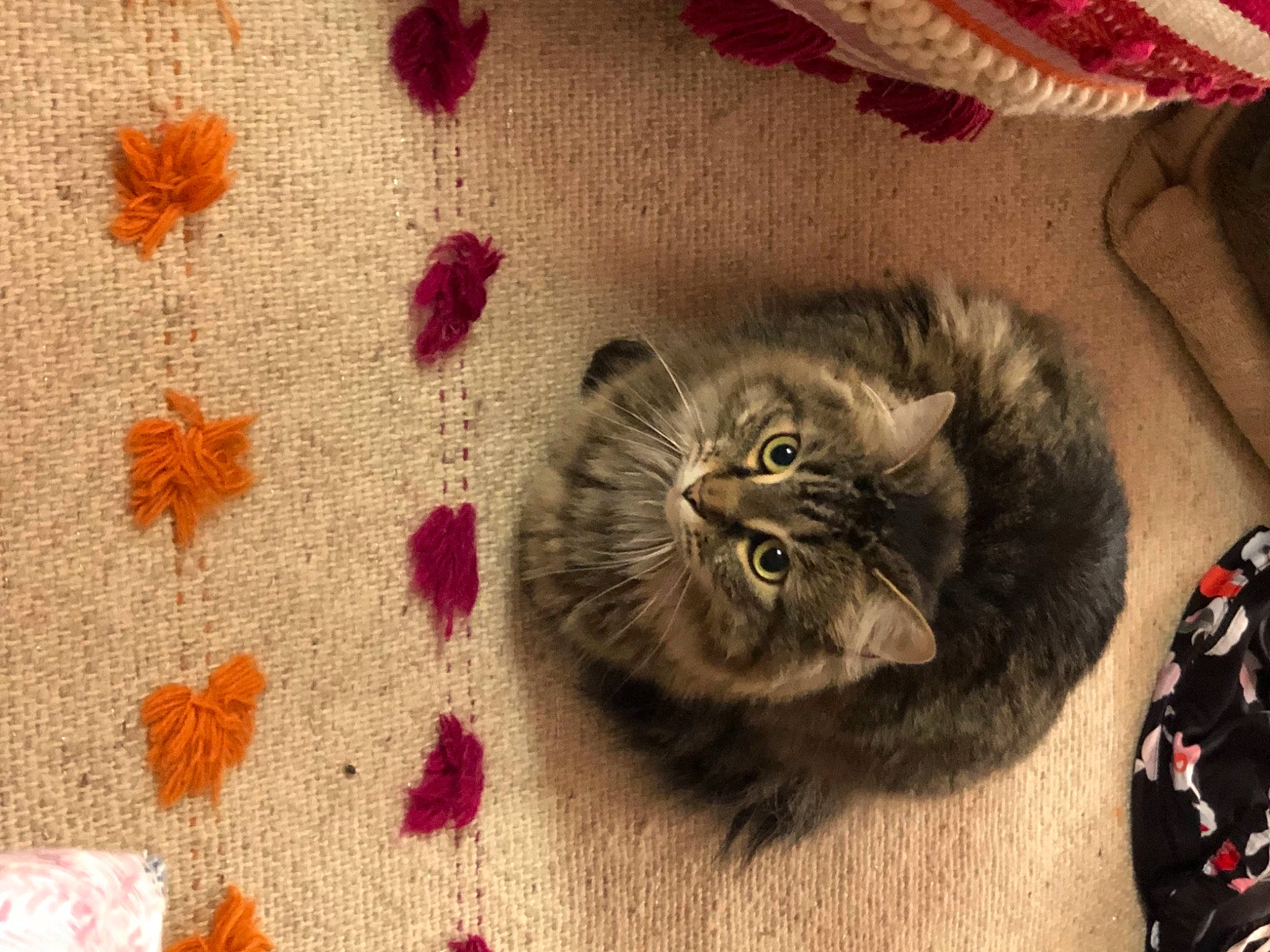 Kitt is registered to the contest to win money with this photo: art, carnivore, cat, fawn, felidae, flooring, flowerpot, fur, magenta, pattern, paw, petal, plant, small_to_medium_sized_cats, snout, tail, terrestrial_animal, textile, whiskers, wool