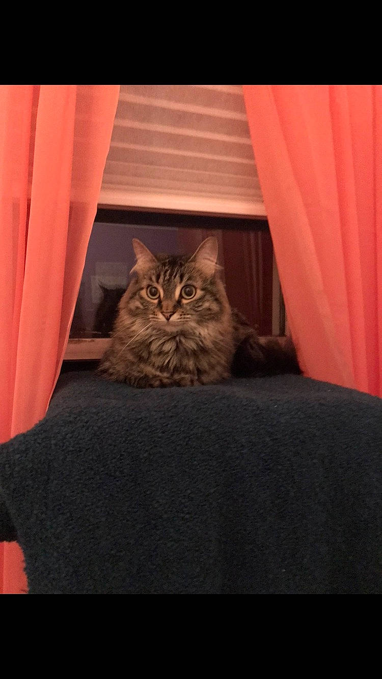 Kitt is registered to the contest to win money with this photo: carnivore, cat, comfort, curtain, darkness, fawn, felidae, fur, grey, orange, plant, small_to_medium_sized_cats, snout, tail, terrestrial_animal, textile, tints_and_shades, whiskers, window, wood