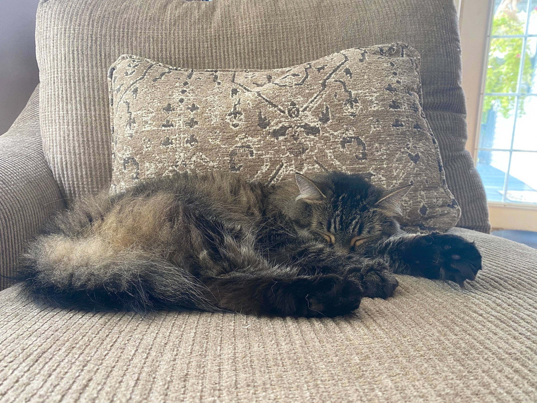 Kitt joined the competition — help win amazing prizes! carnivore, cat, comfort, couch, felidae, floor, flooring, fur, grass, grey, hardwood, human_leg, linens, mammal, small_to_medium_sized_cats, tail, textile, tree, whiskers, wood