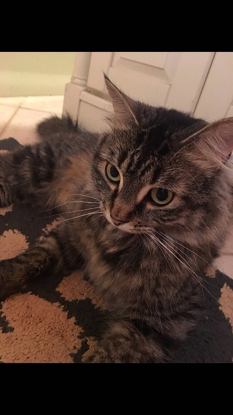 Kitt is registered to the contest to win money with this photo: carnivore, cat, claw, cloud, comfort, domestic_short_haired_cat, felidae, fur, grey, monochrome, monochrome_photography, paw, small_to_medium_sized_cats, snout, soil, tail, terrestrial_animal, whiskers