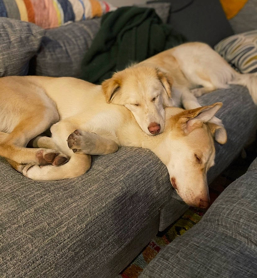 Fred Sully joined the competition — help win amazing prizes! canidae, carnivore, comfort, companion_dog, couch, dog, dog_breed, dog_supply, fawn, golden_retriever, hardwood, non_sporting_group, puppy, retriever, sporting_group, tail, wood, working_animal