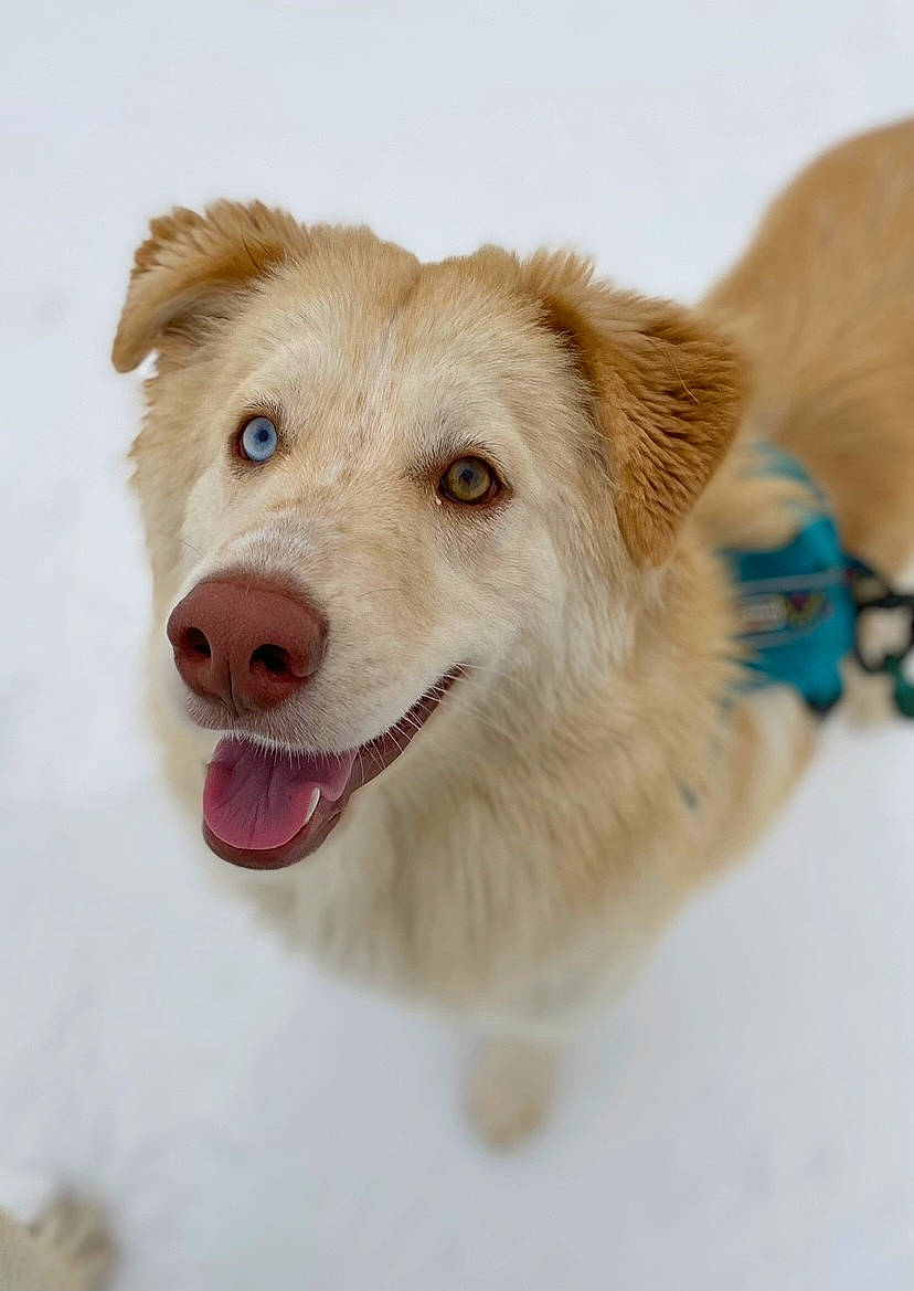 Fred Sully is registered to the contest to win money with this photo: ancient_dog_breeds, art, canidae, carnivore, collar, companion_dog, dog, dog_breed, freezing, fur, paw, snout, snow, sporting_group, terrestrial_animal, whiskers, winter, working_animal, working_dog