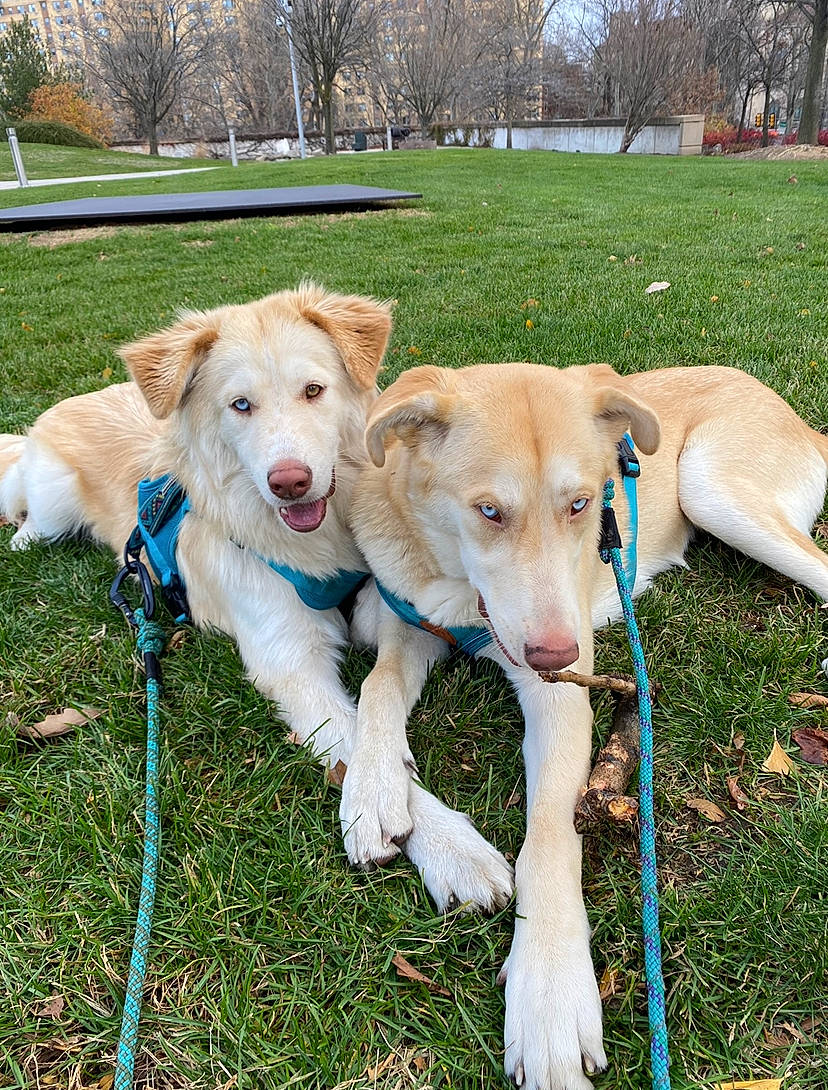 Fred Sully joined the competition — help win amazing prizes! adventure, canidae, carnivore, collar, companion_dog, dog, dog_breed, dog_collar, fawn, grass, herding_dog, leash, pet_supply, plant, sky, sporting_group, tail, tree, working_animal, working_dog