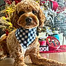 dog, curly_fur, bandana, blue_and_white, christmas_tree, holiday_decorations, ornaments, lights, gift_boxes, indoor, festive, cute, pet, floor, closeup, holiday, decor, red, green, celebration