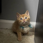 Cosmo is registered to the contest to win money with this photo: kitten, cat, orange_cat, pet, animal, indoor, carpet, collar, bell, curious, cute, small, feline, fur, young, whiskers, ears, floor, looking_up, adorable