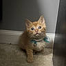 kitten, cat, orange_cat, pet, animal, indoor, carpet, collar, bell, curious, cute, small, feline, fur, young, whiskers, ears, floor, looking_up, adorable