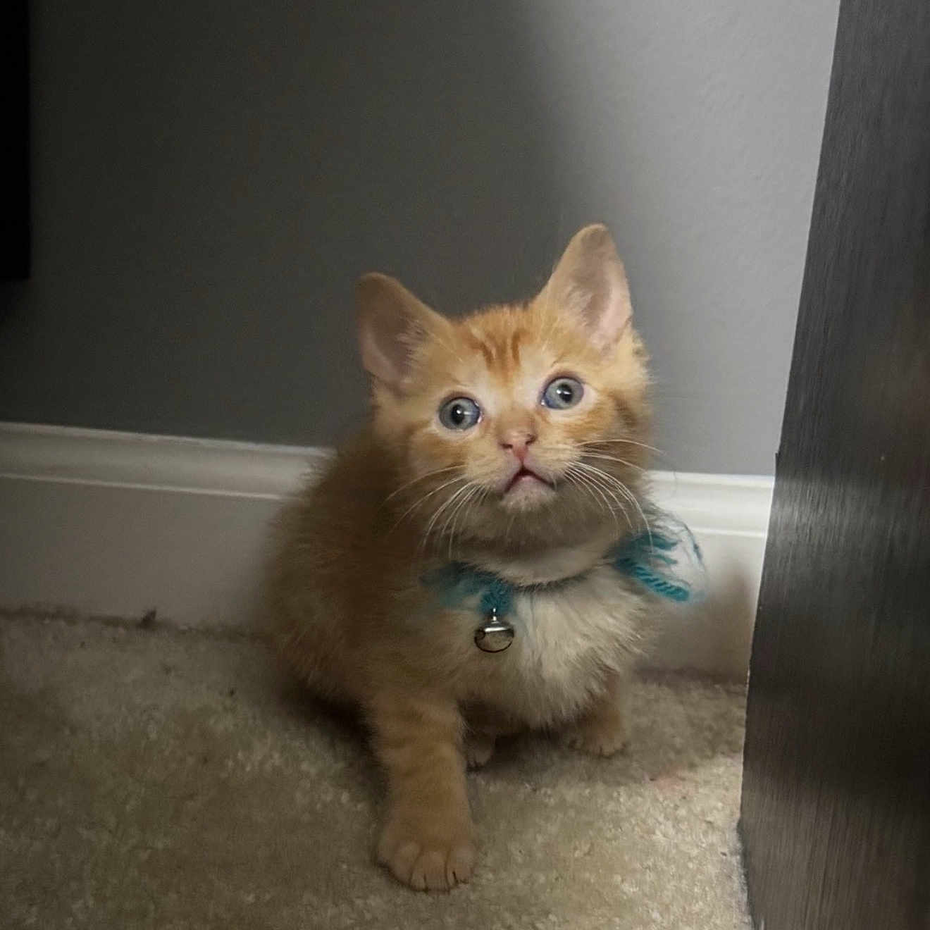 Cosmo is registered to the contest to win money with this photo: kitten, cat, orange_cat, pet, animal, indoor, carpet, collar, bell, curious, cute, small, feline, fur, young, whiskers, ears, floor, looking_up, adorable