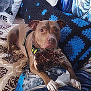 Dobbie is registered to the contest to win money with this photo: dog, brown_dog, toy, couch, blanket, pillow, patterned_blanket, indoor, pet, animal, canine, cozy, fur, relaxed, home, comfort, resting, looking, cute, domestic