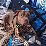 dog, brown_dog, toy, couch, blanket, pillow, patterned_blanket, indoor, pet, animal, canine, cozy, fur, relaxed, home, comfort, resting, looking, cute, domestic