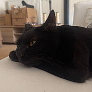 Tiny a rejoint le concours — aidez-le/la à gagner de superbes lots ! black_cat, cardboard_boxes, cat, close_up, couch, cozy, ears, fan, feline, home_interior, indoor, lying_down, moving_boxes, pet, portrait, relaxed, resting, sofa, whiskers, yellow_eyes