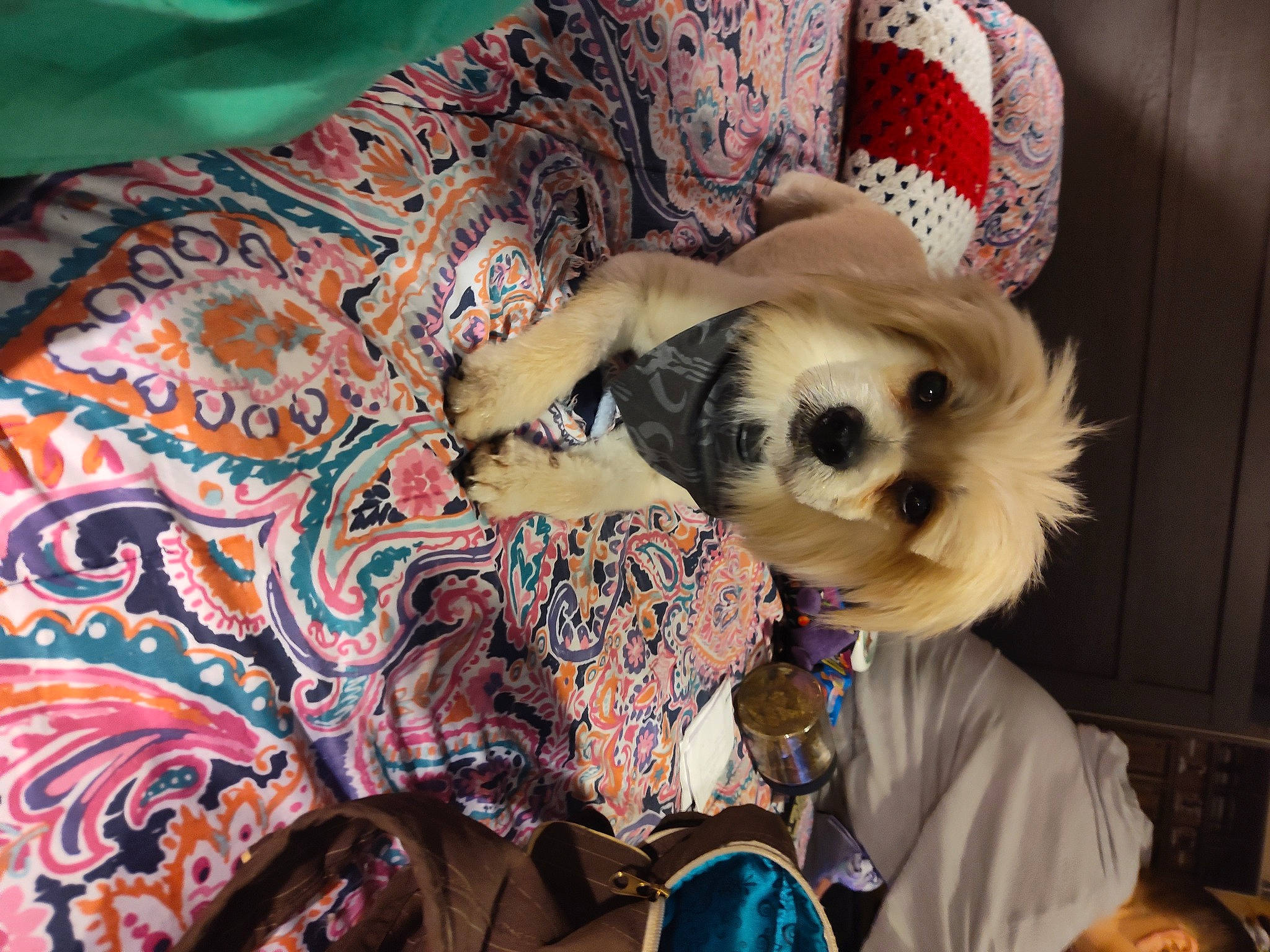 Prince is registered to the contest to win money with this photo: art, canidae, carnivore, comfort, companion_dog, corgi_chihuahua, couch, dog, dog_breed, dog_clothes, dog_supply, fawn, fur, linens, nap, non_sporting_group, pattern, sporting_group, toy_dog, working_animal