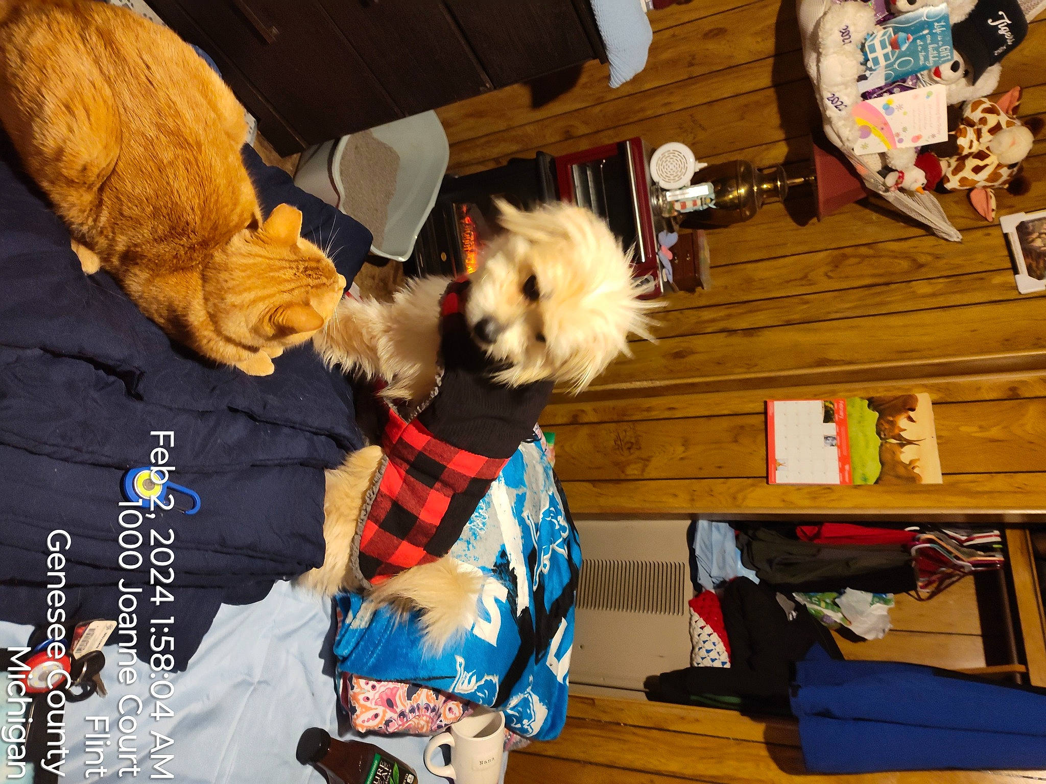 Prince joined the competition — help win amazing prizes! canidae, carnivore, companion_dog, dog, dog_breed, dog_clothes, dog_supply, fashion_accessory, fur, hardwood, holiday, pattern, plaid, small_terrier, sporting_group, sunglasses, terrier, toy, toy_dog, wood