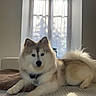 Snow a rejoint le concours — aidez-le/la à gagner de superbes lots ! animal, architecture, building, canine, chair, couch, cushion, dog, eskimodog, furniture, homedecor, husky, indoors, interiordesign, livingroom, pet, puppy, room, whitedog, window
