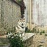 Snow participe au concours pour gagner de l'argent avec cette photo : animal, architecture, building, canine, dog, eskimodog, flagstone, flower, herbal, herbs, husky, path, pet, plant, pottedplant, rock, slate, soil, walkway, wall