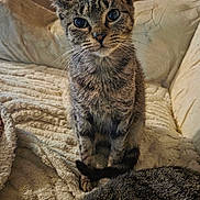 Luna is registered to the contest to win money with this photo: cat, tabby_cat, pet, animal, indoor, blanket, cozy, feline, curious, texture, closeup, whiskers, ears, eyes, sitting, companion, soft_lighting, wooden_furniture, relaxed, domestic