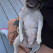 Pug joined the competition — help win amazing prizes! dog, pug, pet, relaxed, outdoor, person, tattoo, lap, wooden_deck, snack_box, red_doodle_ears, cute, funny, white_shoes, casual, summer, legs, animal, companion, canine