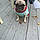 Pug