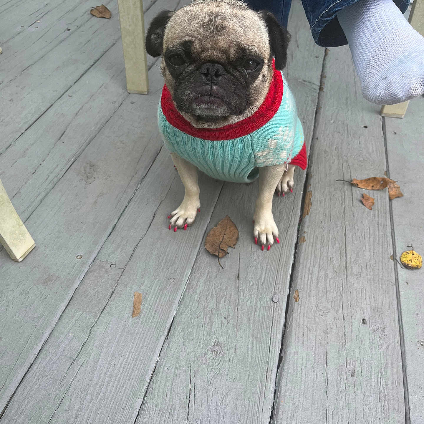 Pug
