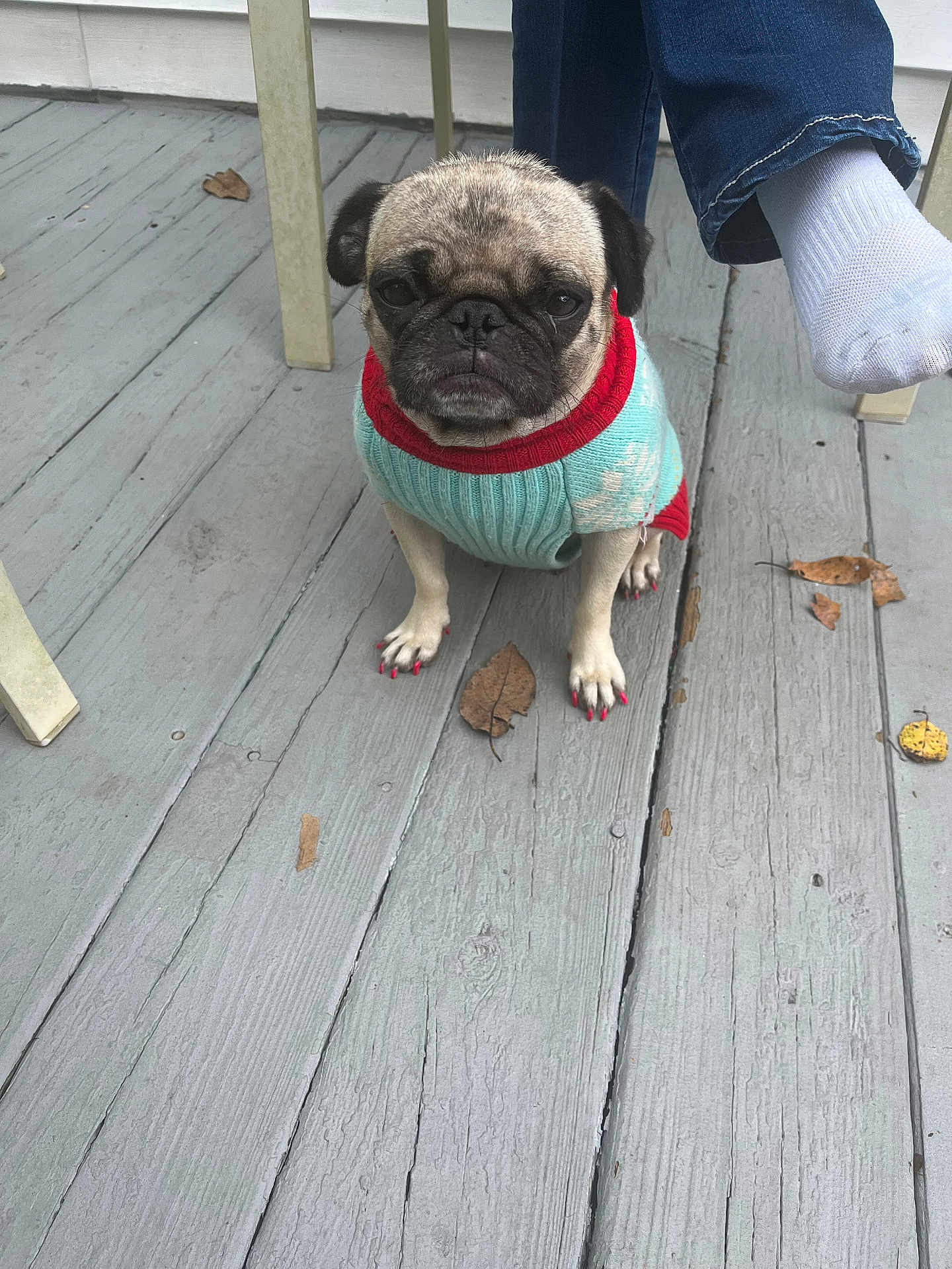 Pug