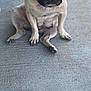 pug, dog, pet, sitting, concrete, floor, paw, animal, canine, short_hair, brown, black, face, ears, nose, tongue, person, sock, jeans, outdoor