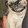 pug, dog, sleeping, paw, tattoo, arm, couch, indoor, pet, closeup, relaxing, nap, fur, animal, cute, face, hand, resting, comfort, companion