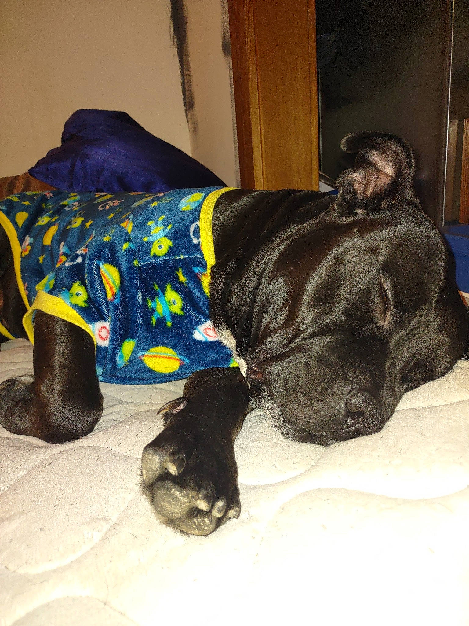 Remington is registered to the contest to win money with this photo: carnivore, collar, comfort, companion_dog, dog, dog_breed, dog_collar, dog_supply, fawn, flooring, fur, liver, mammal, personal_protective_equipment, pet_supply, snout, sporting_group, tail, whiskers, working_animal