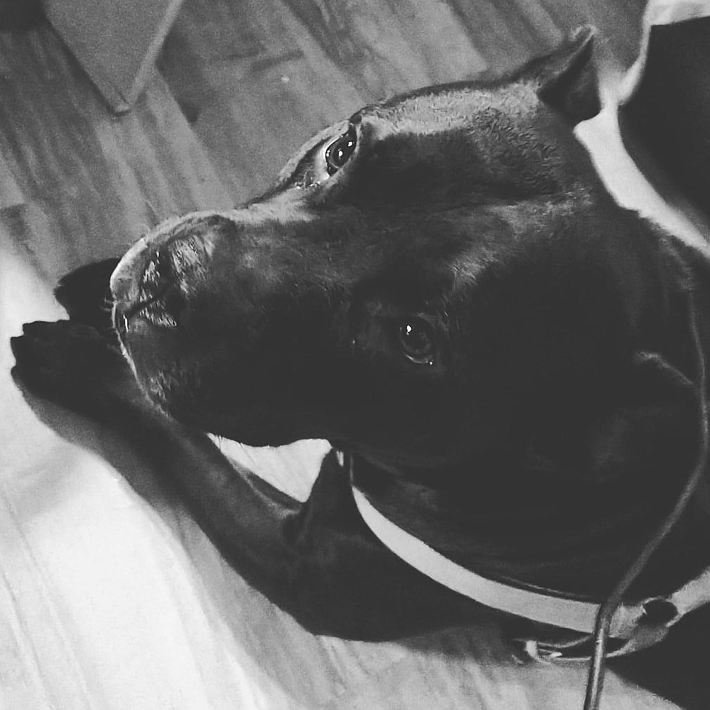 Remington is registered to the contest to win money with this photo: black_and_white, carnivore, collar, comfort, companion_dog, dog, dog_breed, dog_collar, ear, fur, grey, jaw, monochrome, monochrome_photography, pet_supply, snout, sporting_group, style, whiskers, working_animal