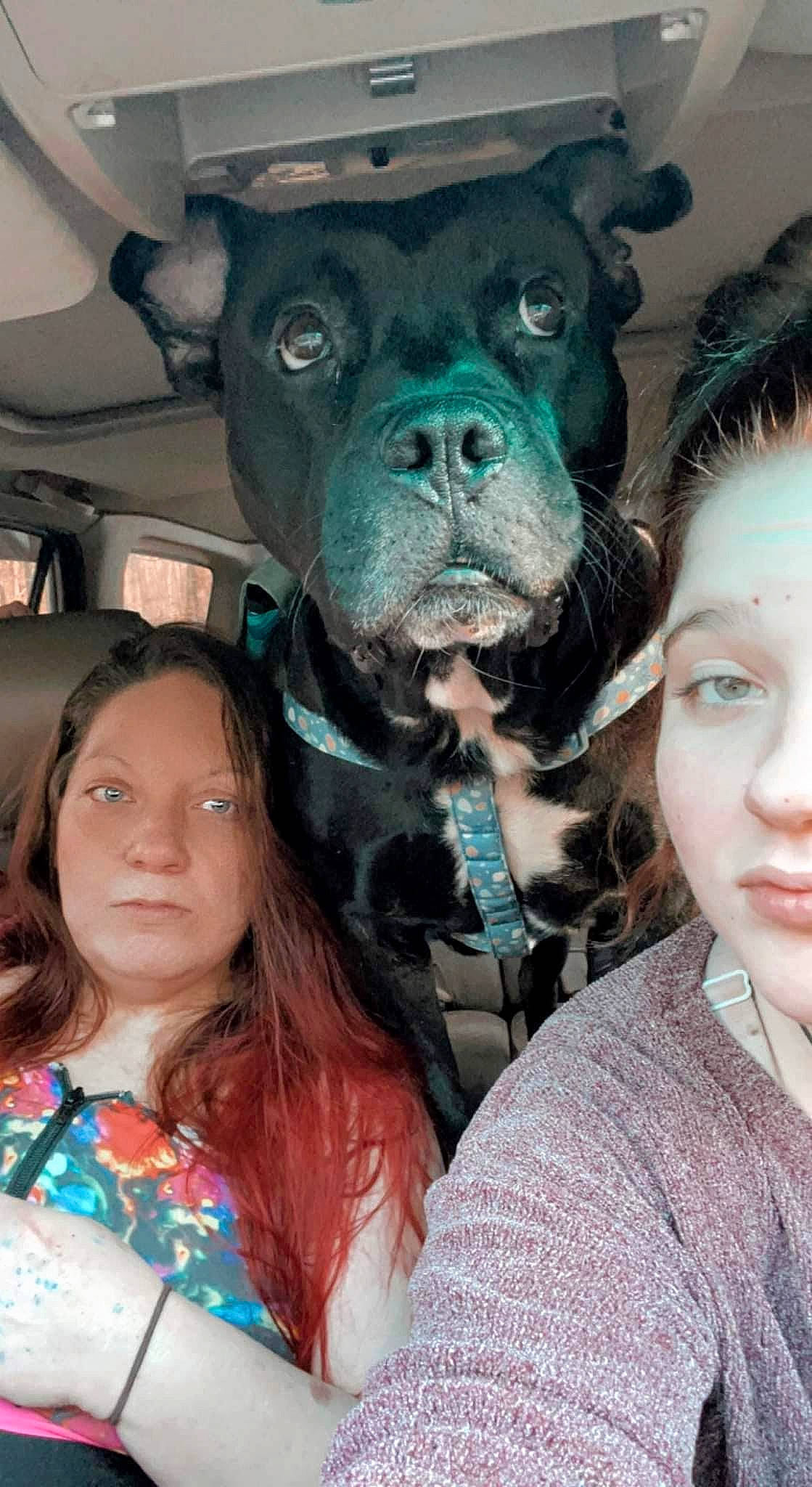 Remington is registered to the contest to win money with this photo: canidae, carnivore, companion_dog, dog, dog_breed, ear, event, fawn, fun, fur, green, happy, jaw, organ, snout, sporting_group, t_shirt, terrestrial_animal, toy_dog, working_animal