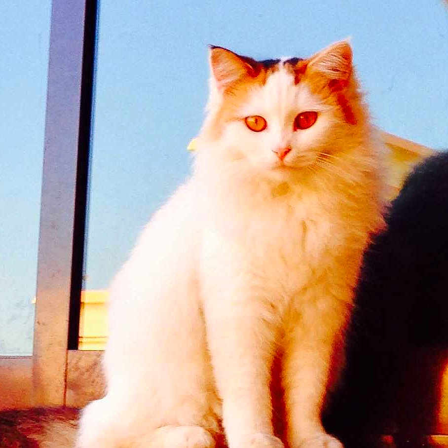 Tota is registered to the contest to win money with this photo: