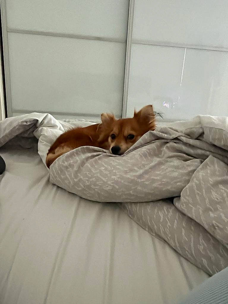 Foxy joined the competition — help win amazing prizes! bed, bedding, carnivore, comfort, companion_dog, dog, dog_breed, dog_supply, duvet, fawn, felidae, flooring, fur, hardwood, linens, small_to_medium_sized_cats, tail, whiskers, wood, working_animal