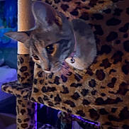 Tipsy joined the competition — help win amazing prizes! cat, cat_tree, leopard_print, indoor, pet, feline, purple_light, blue_light, collar, animal, cute, cozy, furniture, closeup, whiskers, ears, soft_texture, playful, domestic, blur