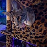 cat, cat_tree, leopard_print, indoor, pet, feline, purple_light, blue_light, collar, animal, cute, cozy, furniture, closeup, whiskers, ears, soft_texture, playful, domestic, blur
