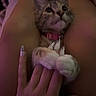 Tipsy joined the competition — help win amazing prizes! cat, kitten, paw, hand, nails, legs, pink_collar, feline, pet, cute, indoor, closeup, soft_lighting, domestic_animal, animal, fur, claws, human_interaction, relaxation, comfort