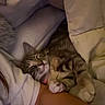 Tipsy joined the competition — help win amazing prizes! cat, sleeping, tabby, blanket, cushion, bed, cozy, indoor, resting, feline, pet, fur, comfort, warm, human_arm, relaxation, domestic, closeup, soft_lighting, peaceful