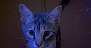 Tipsy is registered to the contest to win money with this photo: cat, cardboard_box, pet, animal, curious, indoor, feline, collar, whiskers, ears, tail, looking_up, shadow, soft_light, domestic_cat, young_cat, cute, alert, small, mysterious