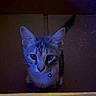 cat, cardboard_box, pet, animal, curious, indoor, feline, collar, whiskers, ears, tail, looking_up, shadow, soft_light, domestic_cat, young_cat, cute, alert, small, mysterious