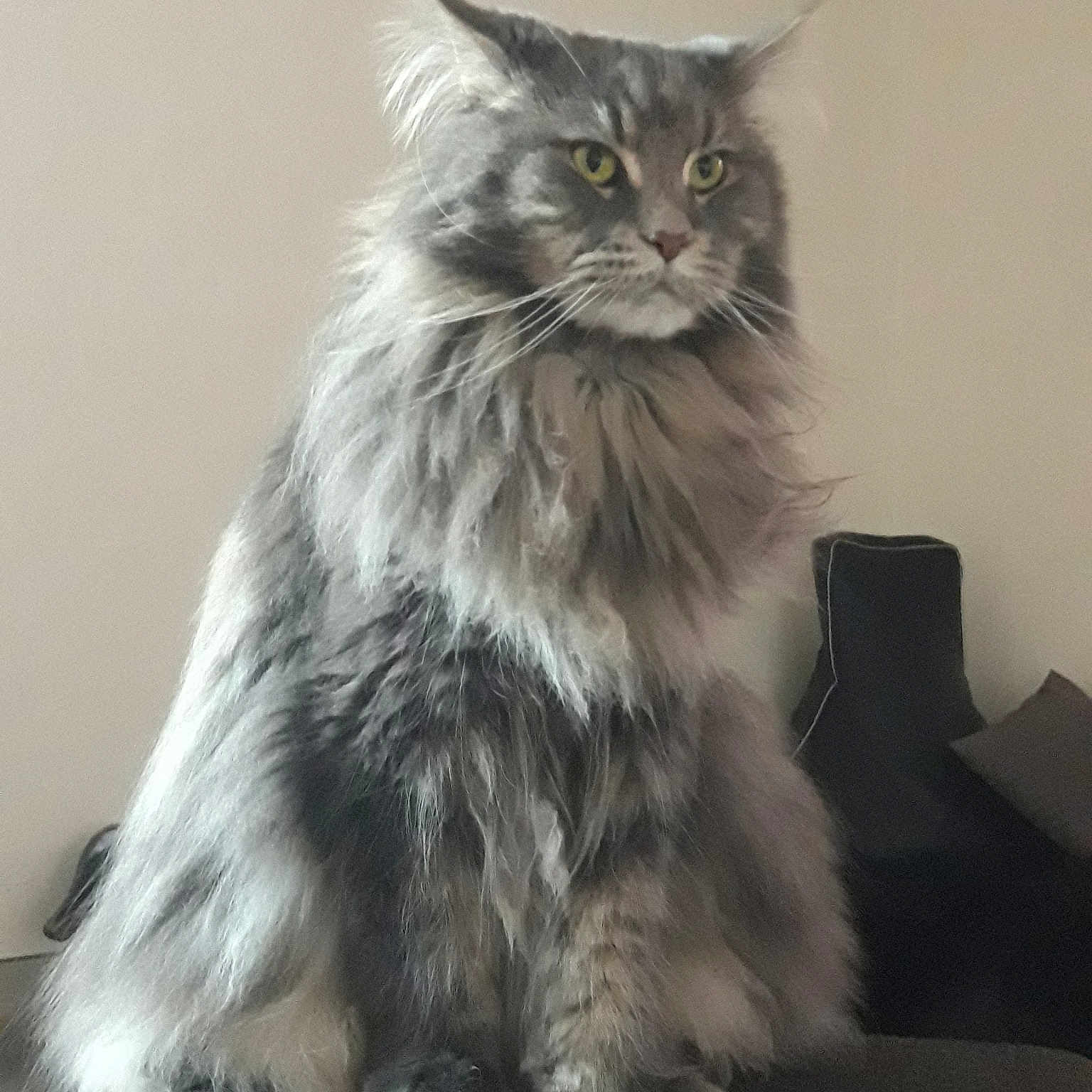 Naïs