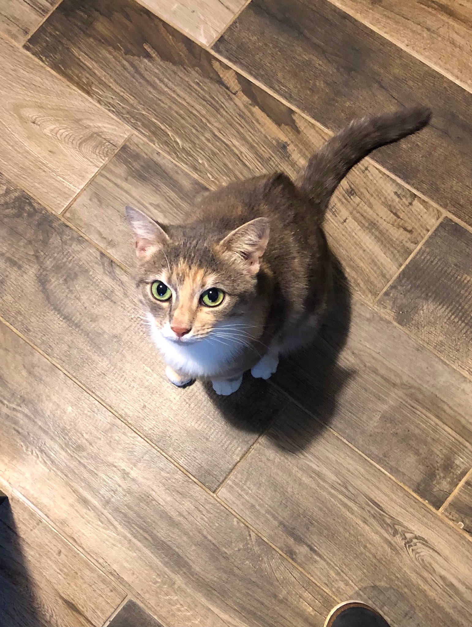 Mina participe au concours pour gagner de l'argent avec cette photo : brown, carnivore, cat, comfort, eye, fawn, felidae, floor, flooring, foot, fur, grey, hardwood, small_to_medium_sized_cats, snout, tail, whiskers, wood, wood_flooring, wood_stain