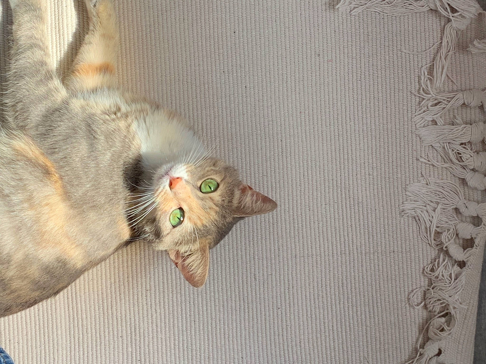 Mina participe au concours pour gagner de l'argent avec cette photo : carnivore, cat, claw, comfort, domestic_short_haired_cat, fawn, felidae, fur, grey, linens, pattern, paw, plant, sleeve, small_to_medium_sized_cats, snout, tail, textile, whiskers, wood