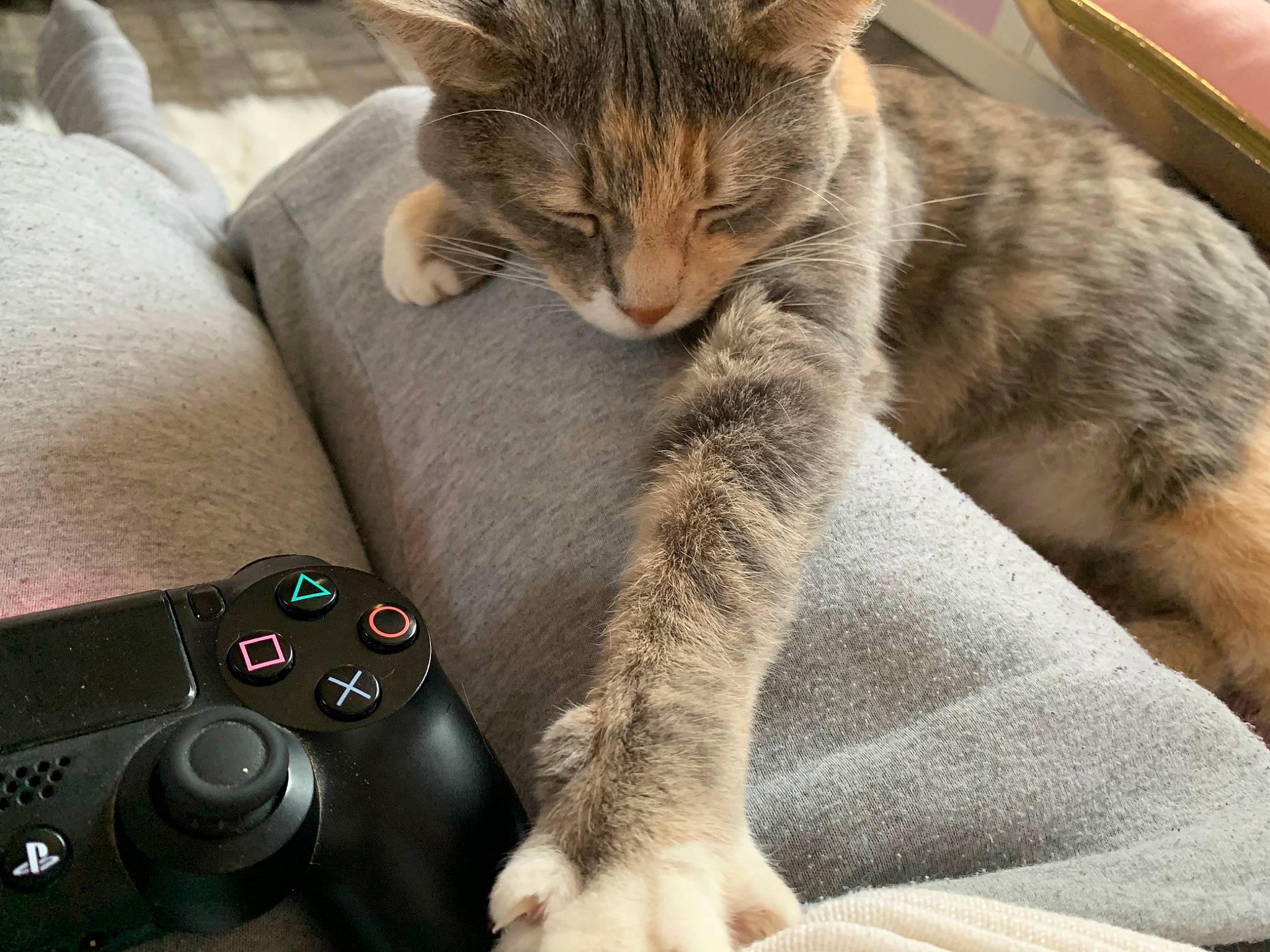 Mina a rejoint le concours — aidez-le/la à gagner de superbes lots ! carnivore, cat, claw, comfort, domestic_short_haired_cat, felidae, fur, gadget, game_controller, grey, input_device, joystick, paw, remote_control, sitting, small_to_medium_sized_cats, snout, tail, video_game_accessory, whiskers