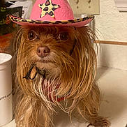 Gracie is registered to the contest to win money with this photo: dog, small_dog, long_hair, brown_fur, cowboy_hat, pink_hat, leopard_print, pet, indoor, kitchen_counter, closeup, cute, animal, face, fur, domestic_animal, looking, hat, brown_eyes, adorable