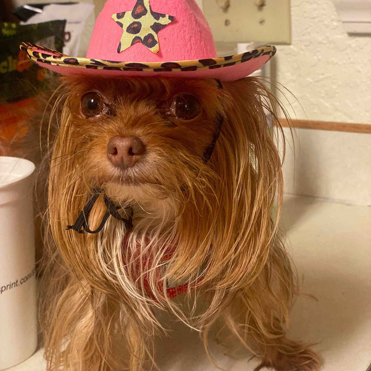 Gracie is registered to the contest to win money with this photo: dog, small_dog, long_hair, brown_fur, cowboy_hat, pink_hat, leopard_print, pet, indoor, kitchen_counter, closeup, cute, animal, face, fur, domestic_animal, looking, hat, brown_eyes, adorable