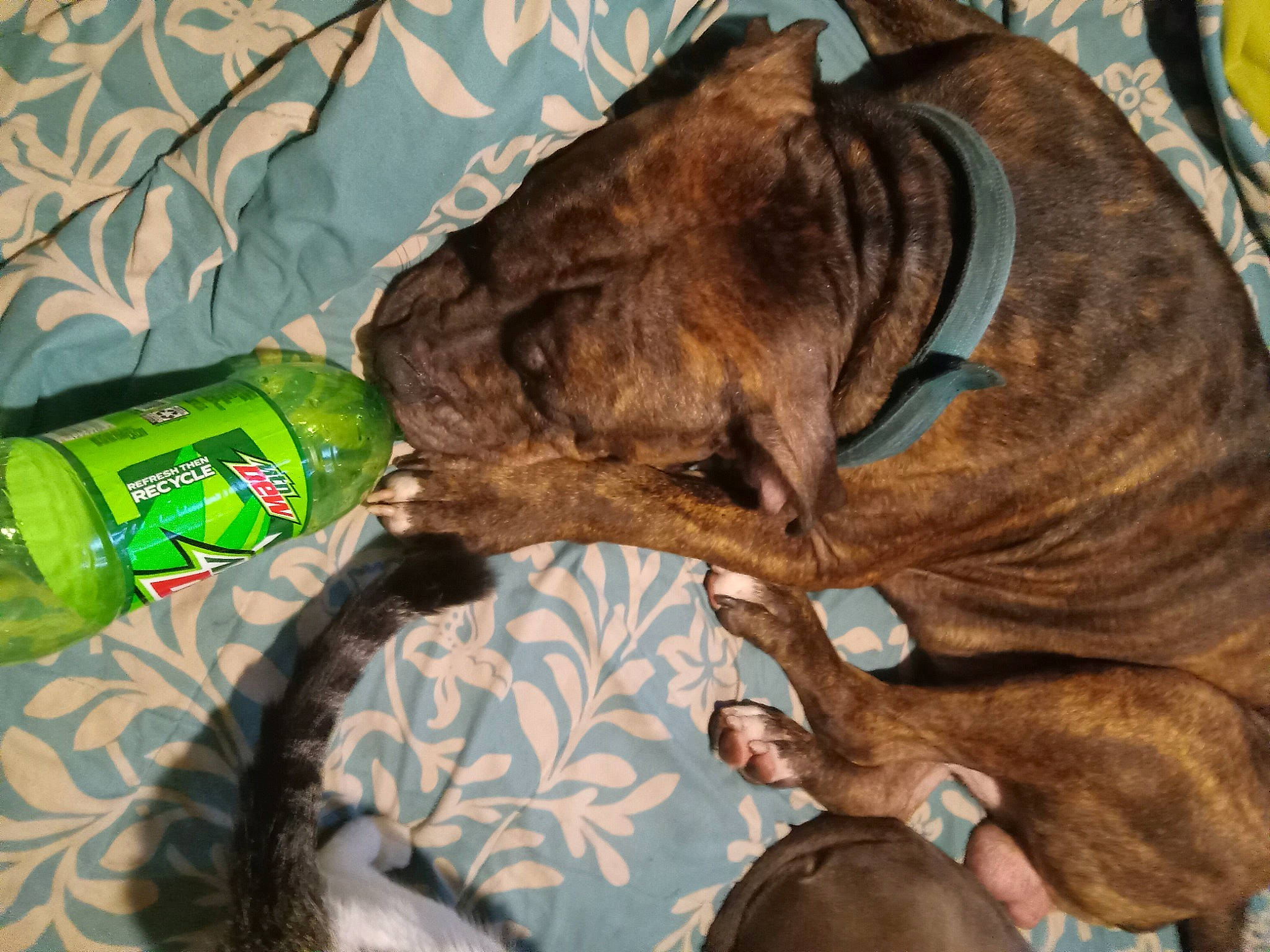 Hulk is registered to the contest to win money with this photo: bottle, carnivore, collar, comfort, companion_dog, dog, dog_breed, dog_collar, dog_supply, drink, fawn, fur, guard_dog, linens, liver, nap, soft_drink, sporting_group, working_animal, wrinkle