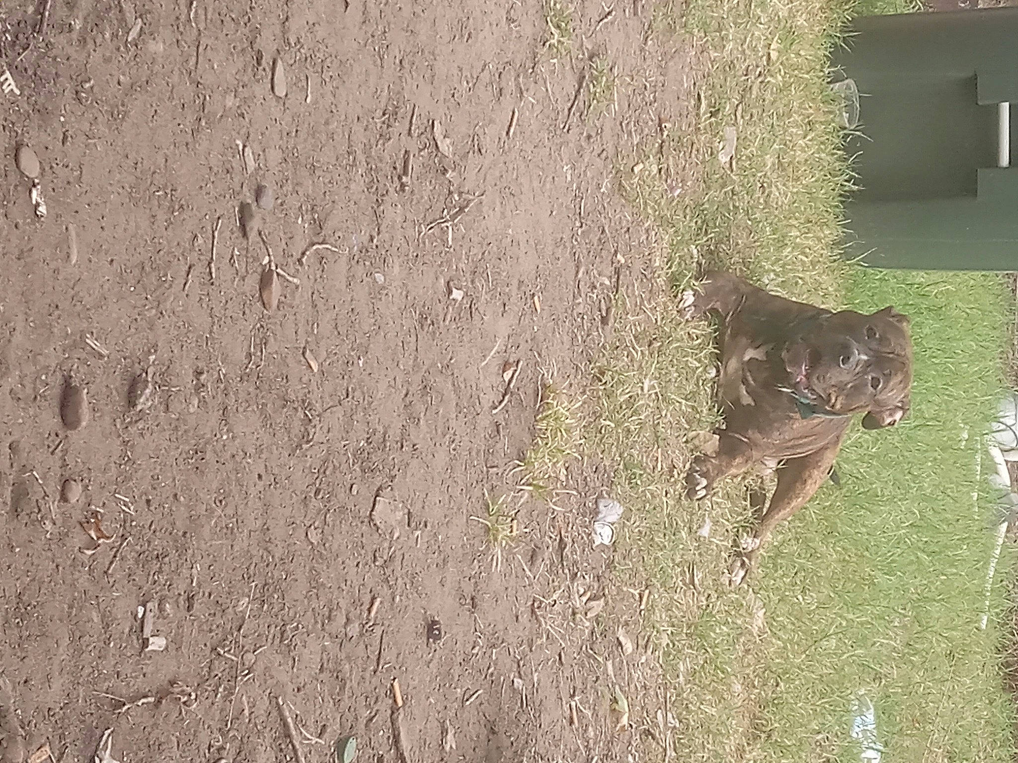 Hulk joined the competition — help win amazing prizes! asphalt, carnivore, cat, concrete, domestic_short_haired_cat, felidae, fur, grass, landscape, plant, road_surface, small_to_medium_sized_cats, soil, tail, terrestrial_animal, tire, tree, trunk, whiskers, wood