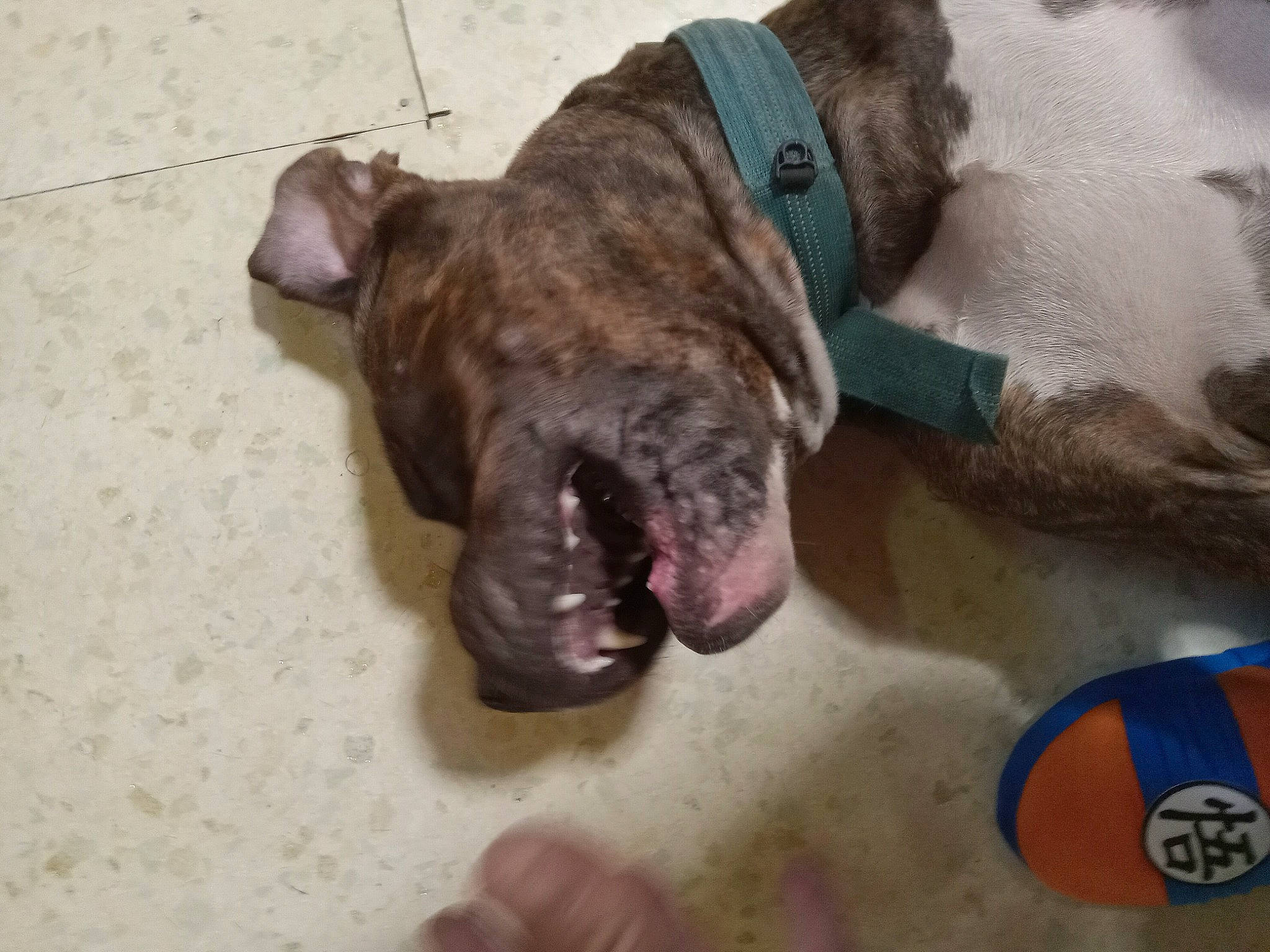 Hulk joined the competition — help win amazing prizes! canidae, carnivore, collar, comfort, companion_dog, dog, dog_breed, dog_supply, fawn, guard_dog, liver, non_sporting_group, pet_supply, snout, sporting_group, tail, terrestrial_animal, treeing_tennessee_brindle, working_animal, wrinkle