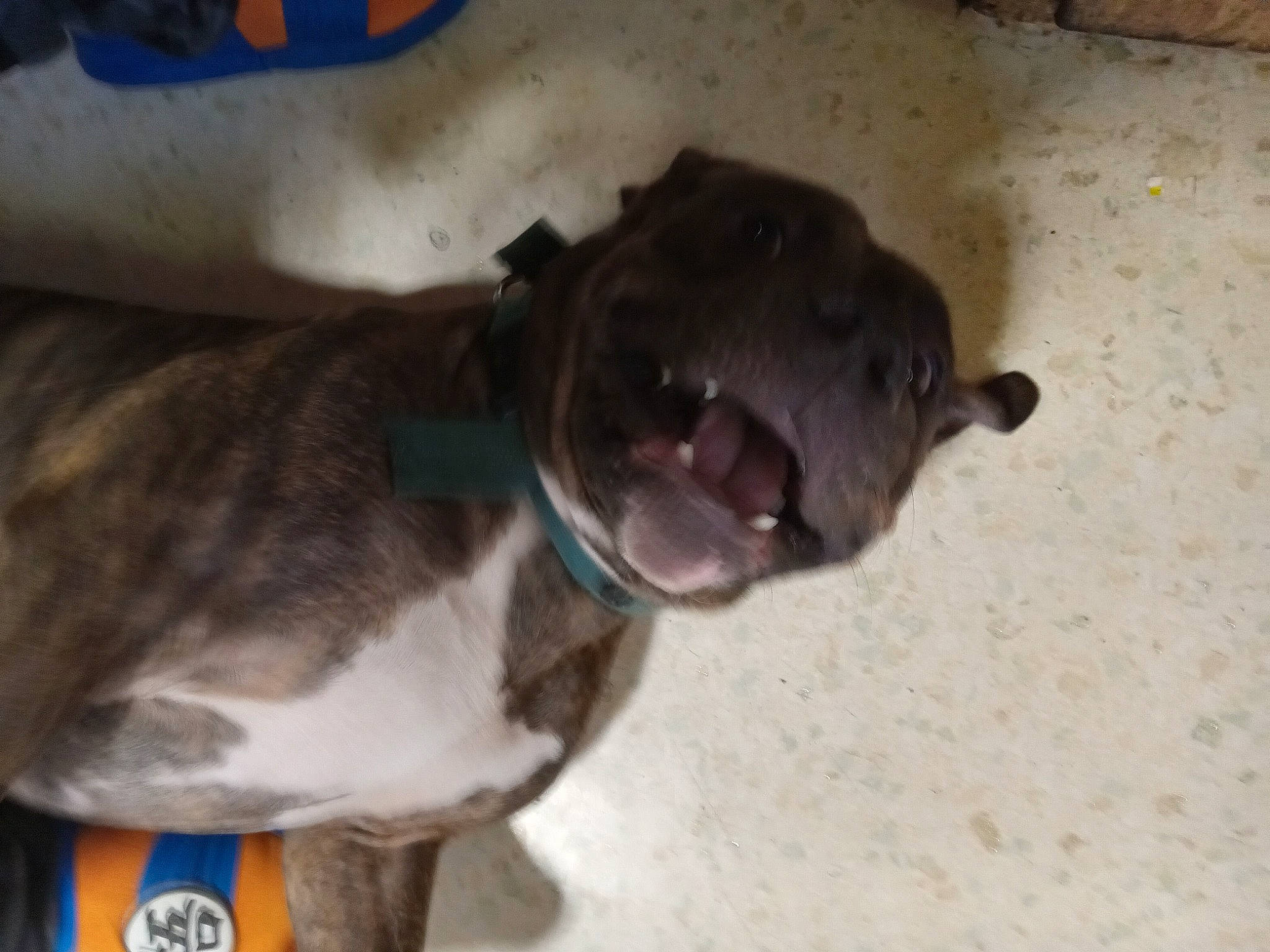 Hulk is registered to the contest to win money with this photo: canidae, carnivore, collar, companion_dog, dog, dog_breed, dog_collar, fawn, felidae, fur, liver, non_sporting_group, pet_supply, puppy, snout, sporting_group, tail, terrestrial_animal, whiskers, working_animal